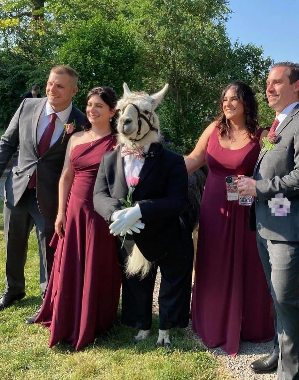 llama-attended-a-wedding-dressed-as-a-groomsman-v0-0e8vu4glpxqc1.jpg